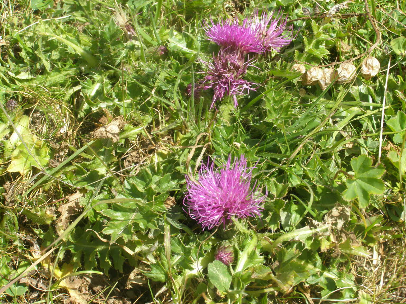 Cirsium acaulon (=acaule) / Cardo nano